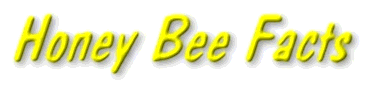 bee facts